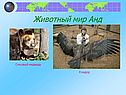 Животный мир Анд