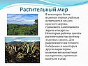 Растительный мир