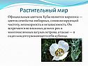 Растительный мир