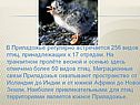 В Приладожье регулярно встречается 256 видов птиц, принадлежащих к 17