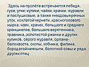 Здесь на пролёте встречаются лебеди, гуси, утки, кулики, чайки, крачки
