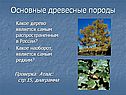 Основные древесные породы
