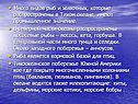 Много видов рыб и животных, которые распространены в Тихом океане,