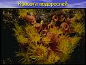 Красота водорослей