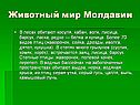 Животный мир Молдавии