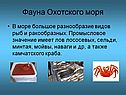 Фауна Охотского моря