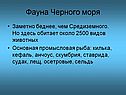 Фауна Черного моря