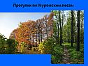 Прогулки по Муромским лесам