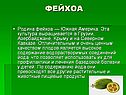 Фейхоа