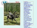 Эвенки дрессировали оленей