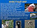 На континенте много птиц: страусы эму, казуары, попугаи какаду