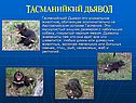 Тасманийкий дьявол
