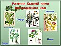 Растения Красной книги