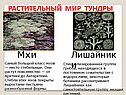 Мхи