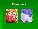 Остров Сахалин