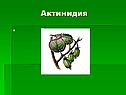 Актинидия