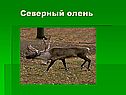 Северный олень