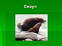 Сивуч