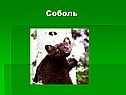 Соболь