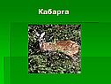 Кабарга
