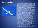 Белая чайка