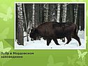 Зубр в Мордовском заповеднике