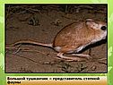 Большой тушканчик – представитель степной фауны