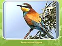 Золотистая щурка