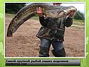 Самой крупной рыбой наших водоемов является сом