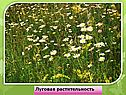 Луговая растительность