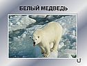 Белый медведь