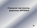 Огромное ластоногое животное Арктики