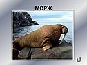 Морж