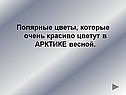 Полярные цветы, которые очень красиво цветут в Арктике весной