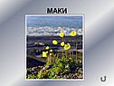 Маки