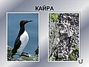 Кайра
