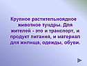 Крупное растительноядное животное тундры