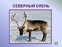 Северный олень