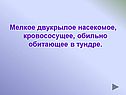 Мелкое двукрылое насекомое, кровососущее, обильно обитающее в тундре