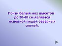 Мох высотой до 30-40 см является основной пищей северных оленей