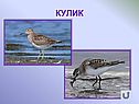 Кулик
