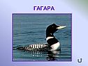 Гагара
