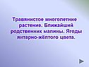 Травянистое многолетние растение