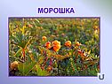Морошка