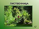 Лиственница