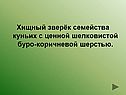 Хищный зверёк семейства куньих