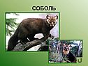 Соболь