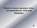 Одна из самых шумных птиц на арктических «птичьих базарах»