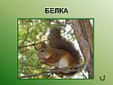Белка
