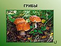 Грибы
